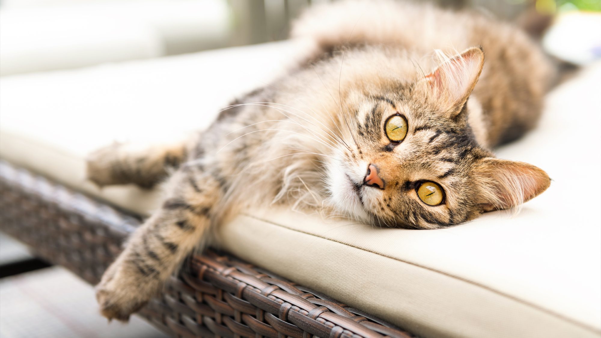 How to Keep Cats off Patio Furniture